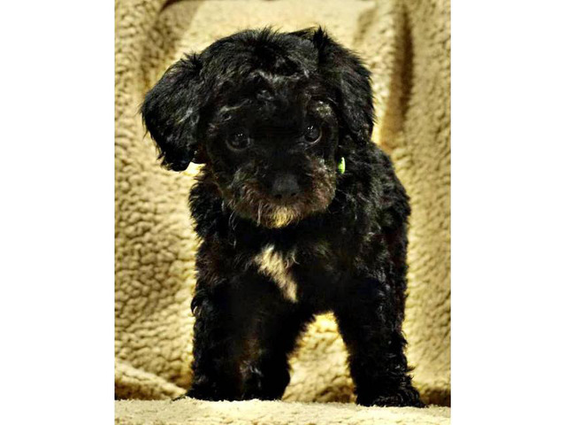 Adorable Mini Bernedoodle puppies adoption fees in ...