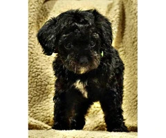 Adorable Mini Bernedoodle puppies adoption fees - 5
