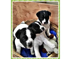Adorable AKC Jack Russell terrier 3 male puppies - 1