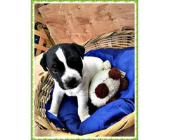 Adorable AKC Jack Russell terrier 3 male puppies - 2