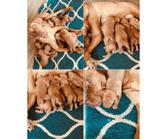 Vizsla Puppies ready for new homes
