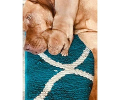 Vizsla Puppies ready for new homes - 2