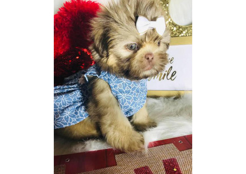 3 Female Shih Tzu Puppies Super Cute