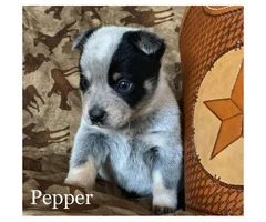 Blue Heeler puppies wii be ready on February 4th - 2