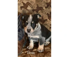 Blue Heeler puppies wii be ready on February 4th - 4