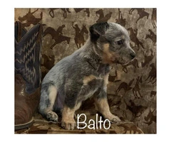 Blue Heeler puppies wii be ready on February 4th - 5