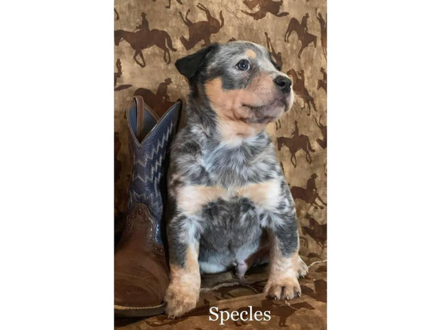 Blue Heeler puppies wii be ready on February 4th in Billings, Montana