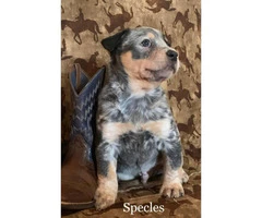 Blue Heeler puppies wii be ready on February 4th - 6