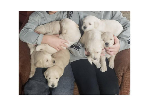 6 males Labradoodle Pups available