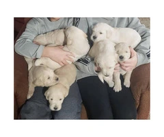 6 males Labradoodle Pups available