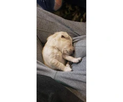 6 males Labradoodle Pups available - 3