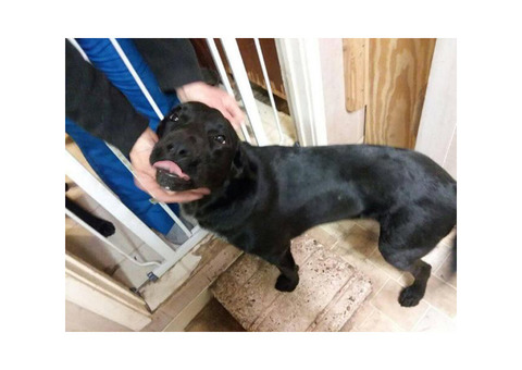 Free Puppies Lab mix, lab/shep mix and terrier mix