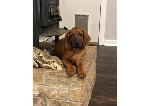 1 male 2 female UKC Redbone puppies