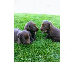 Lab Puppies Great hunting lines