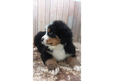 9 weeks old Bernese Puppies  2 females and 2 males available