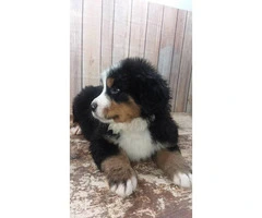 9 weeks old Bernese Puppies  2 females and 2 males available