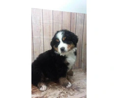 9 weeks old Bernese Puppies  2 females and 2 males available - 2