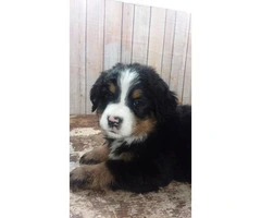 9 weeks old Bernese Puppies  2 females and 2 males available - 3