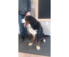 9 weeks old Bernese Puppies  2 females and 2 males available - 4