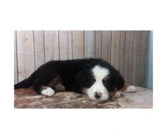 9 weeks old Bernese Puppies  2 females and 2 males available - 6