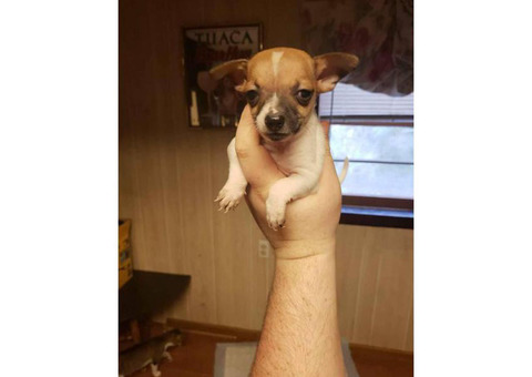 2 males Toy Fox Terrier Pups