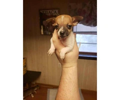 2 males Toy Fox Terrier Pups
