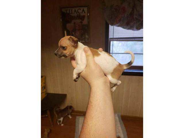 2 males Toy Fox Terrier Pups - 2/5