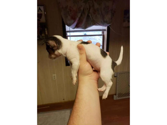 2 males Toy Fox Terrier Pups - 3/5