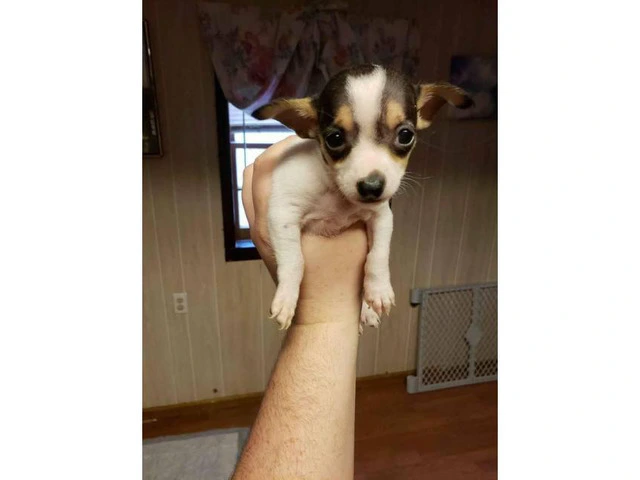 2 males Toy Fox Terrier Pups - 5/5