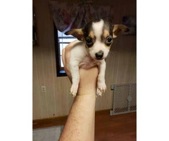 2 males Toy Fox Terrier Pups - 5