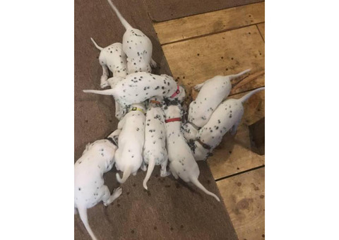 6 males left Pure bred Dalmatians