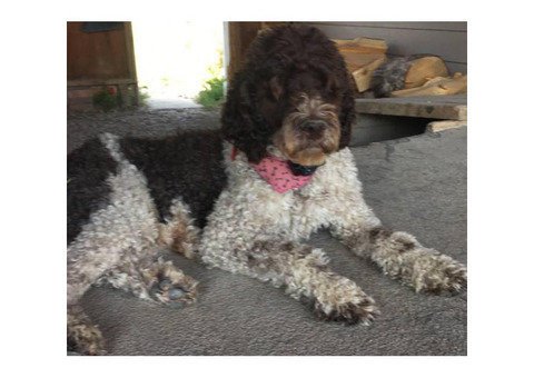 AKC Labradoodles 3 puppies available