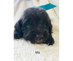 AKC Labradoodles 3 puppies available - 2