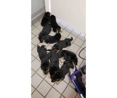 10 German Shepherd Puppies born January 3rd, 2019 - 1