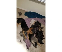 10 German Shepherd Puppies born January 3rd, 2019 - 2