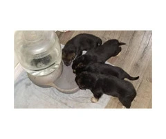 10 German Shepherd Puppies born January 3rd, 2019 - 6