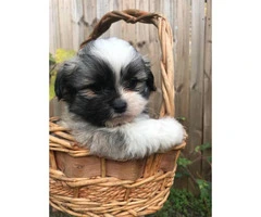 8 weeks old Shihtzu puppies ready for their new home - 1