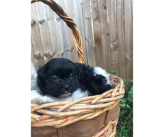 8 weeks old Shihtzu puppies ready for their new home - 2