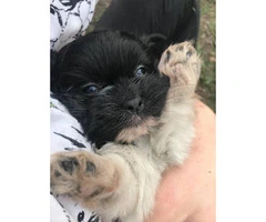 8 weeks old Shihtzu puppies ready for their new home - 3