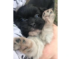 8 weeks old Shihtzu puppies ready for their new home - 4