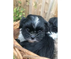 8 weeks old Shihtzu puppies ready for their new home - 5