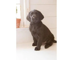 Wonderful labradoodle babies available - 1
