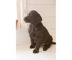 Wonderful labradoodle babies available - 2