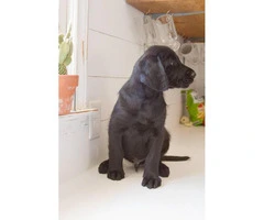 Wonderful labradoodle babies available - 3