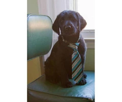 Wonderful labradoodle babies available - 4