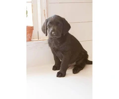 Wonderful labradoodle babies available - 5