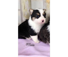 puppies corgi ckc registered tulsa oklahoma
