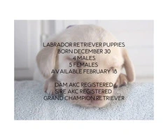 Akc Registered Labrador Retriever Pedigree - 6