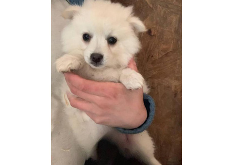 Two adorable American Eskimo Puppies