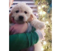 Nonshedding hypo Goldendoodle puppies - 5